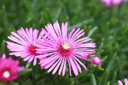 wildflowers  neck  pink