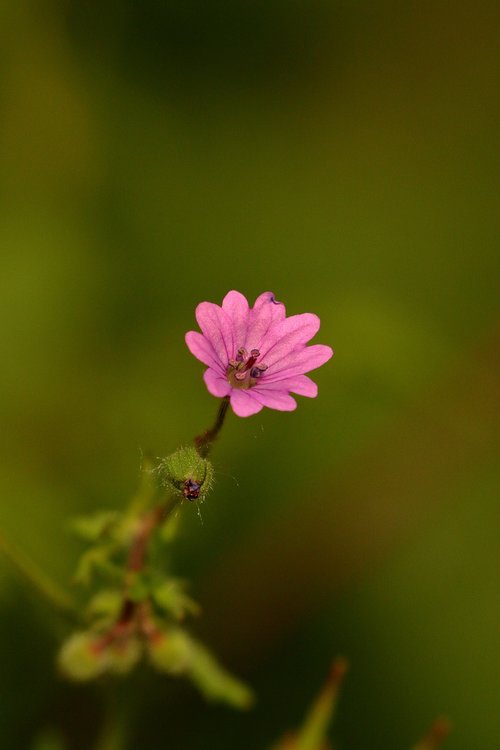 wildflowers  nature  flora