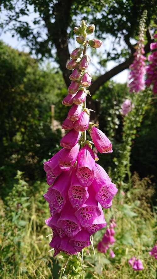 wildflowers  foxglove  plants