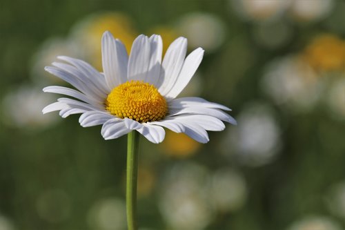 wildflowers  plants  meadow