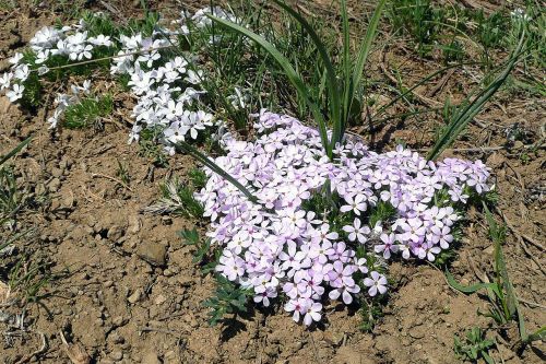 wildflowers flower pink