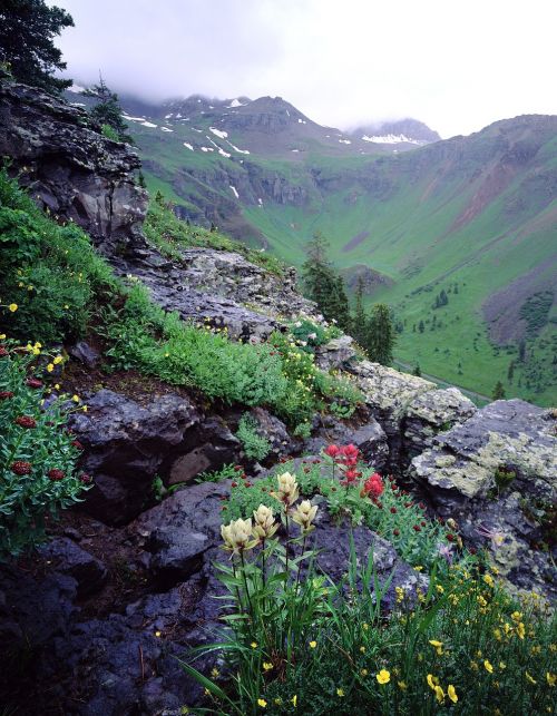 wildflowers mountains landscape