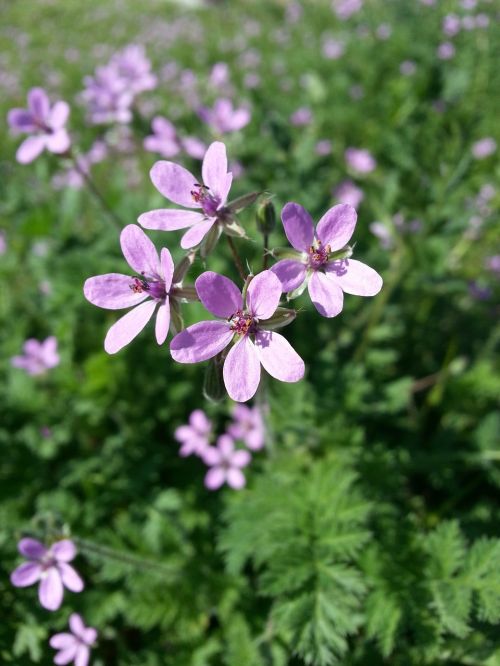 wildflowers purple green