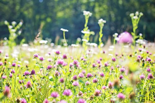 wildflowers meadow tall grass