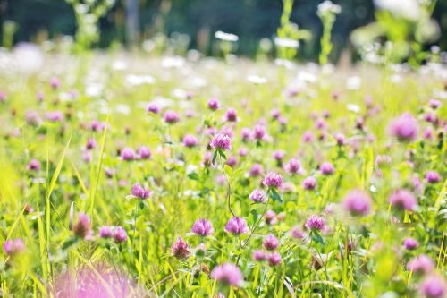 wildflowers meadow tall grass