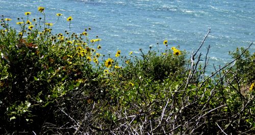 Wildflowers And The Ocean