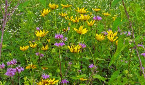 Wildflowers And Weeds