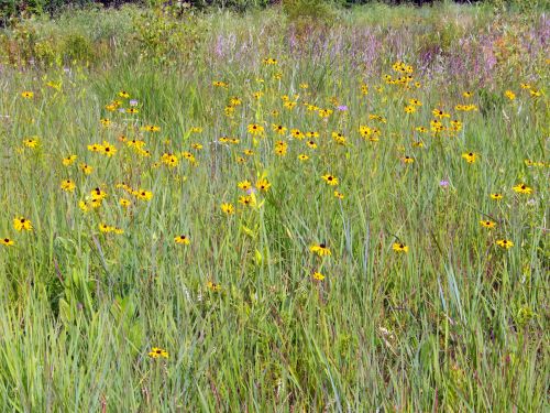 Wildflowers And Weeds