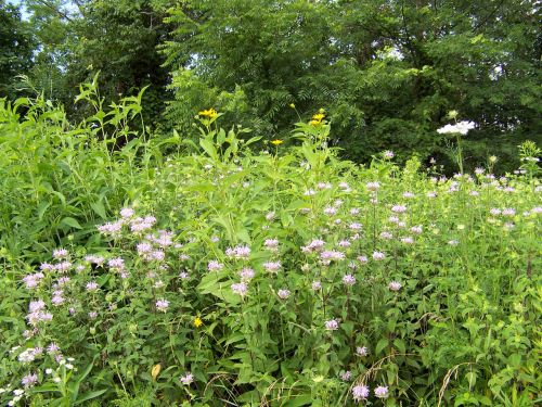 Wildflowers In Field