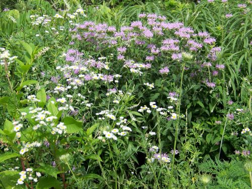 Wildflowers In Field