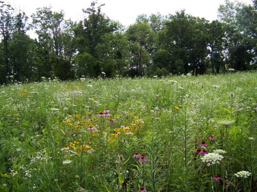 Wildflowers In Field