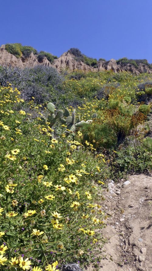 Wildflowers On The Cliff
