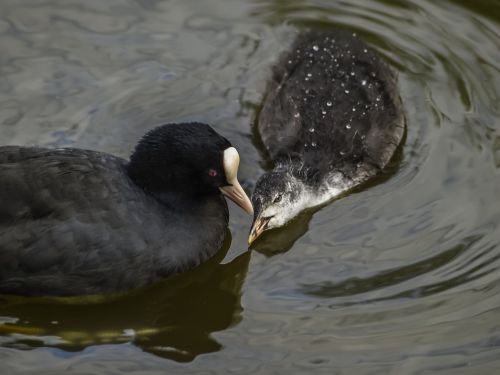 wildfowl coot baby