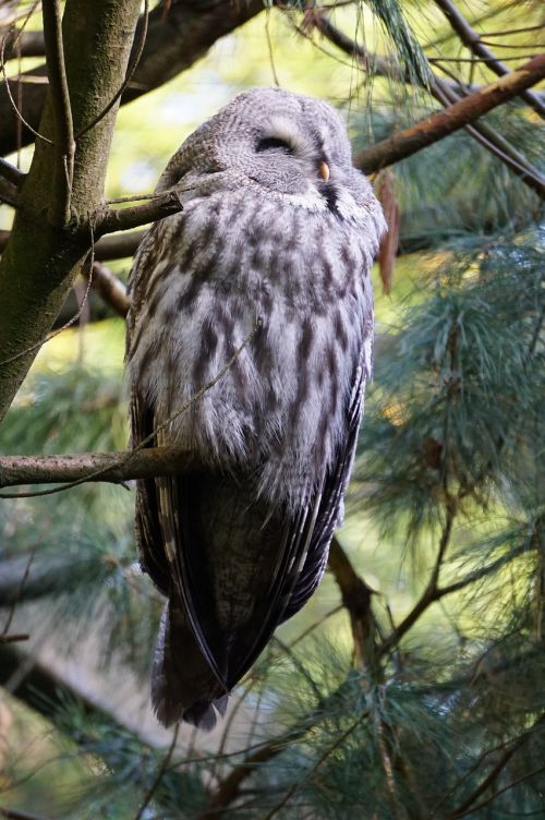 wildkauz owl plumage