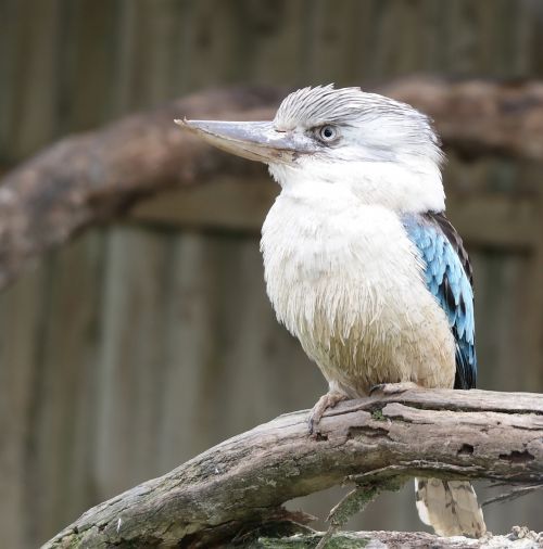 kookaburra bird wildlife