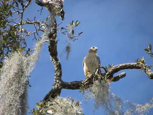 wildlife bird florida