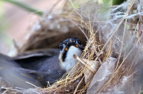 wildlife bird nest