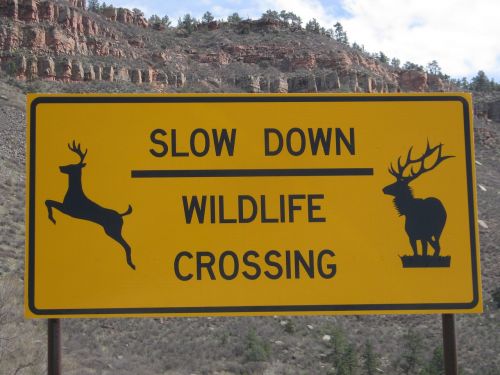wildlife sign road