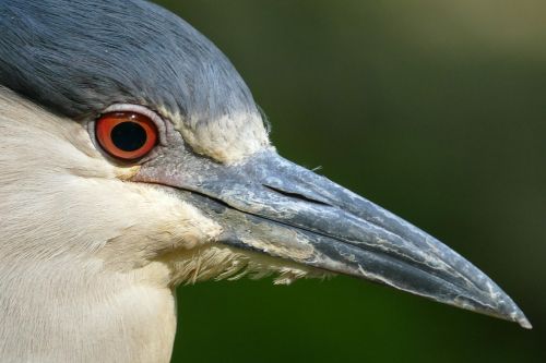 wildlife nature bird