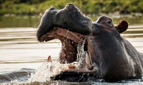 wildlife hippopotamus river