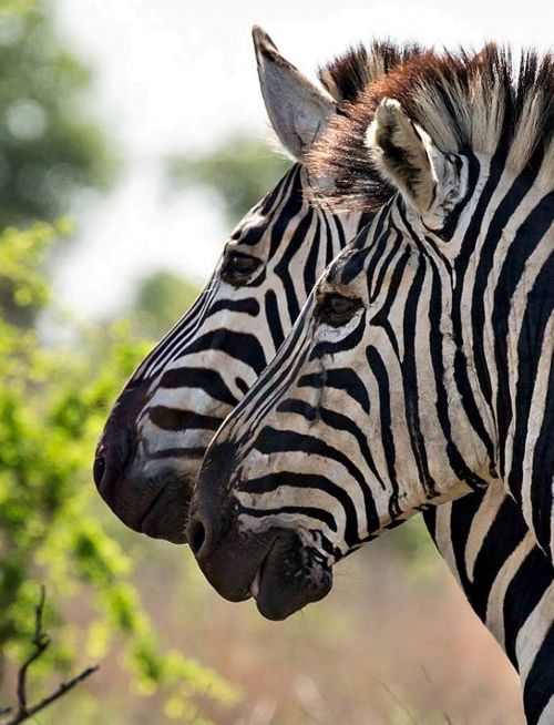 wildlife africa zebra