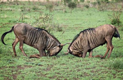 wildlife africa wildebeest