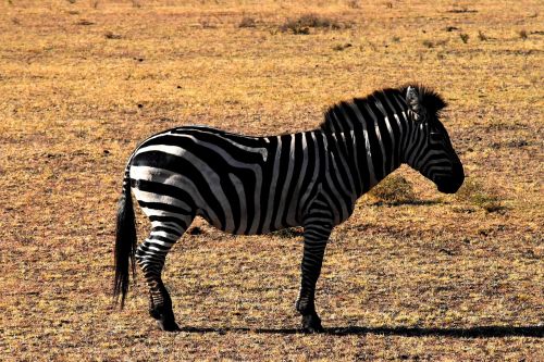 wildlife zebra tanzania