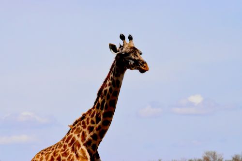 wildlife africa tanzania