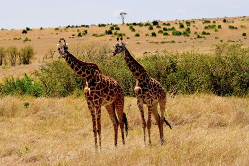 wildlife africa tanzania