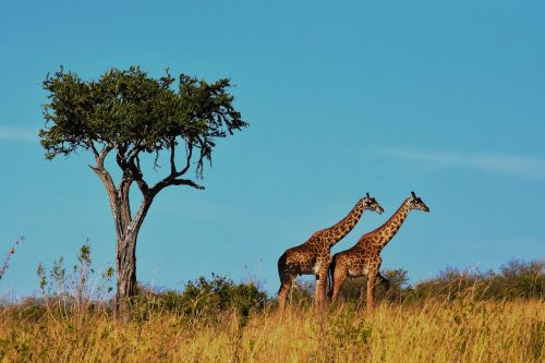 wildlife africa tanzania