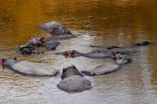 wildlife tanzania africa