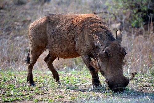 warthog kruger park south africa