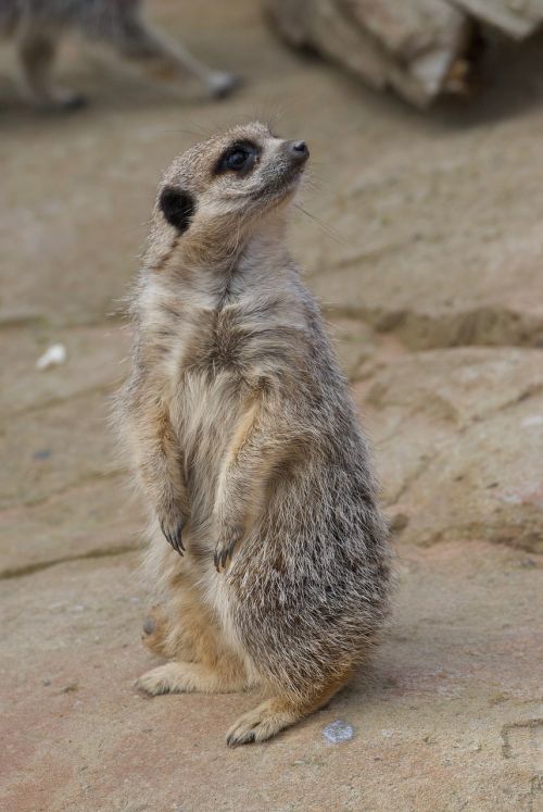 wildlife meerkat park
