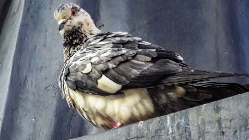 wildlife pigeon bird