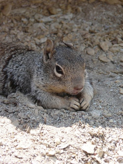 wildlife grand canyon squirrel