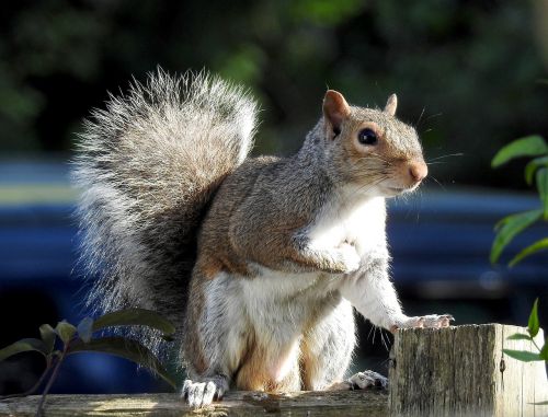 wildlife squirrel cute