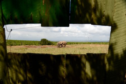 wildlife africa safari