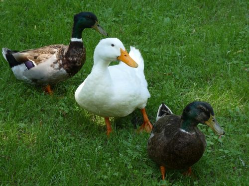 wildlife ducks gathering