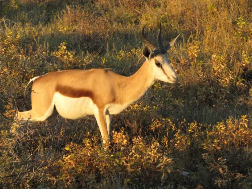 wildlife antelope springbox namibia