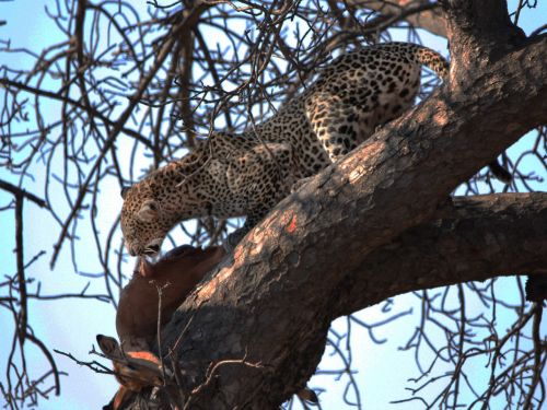 wildlife leopard kill