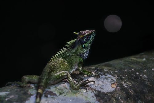 wildlife iguana green
