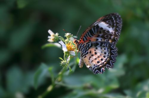 wildlife insects butterfly