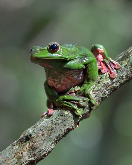 wildlife green frog ninh binh vietnam