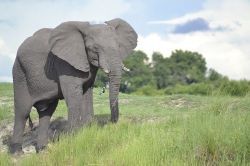 wildlife elephant botswana