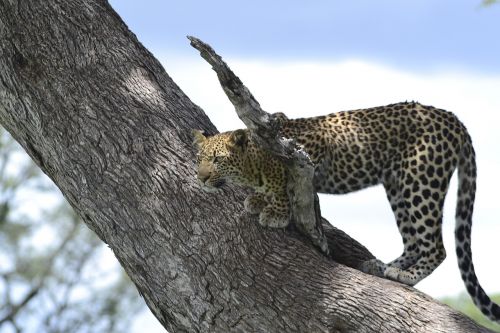 wildlife leopard botswana