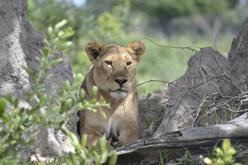 wildlife lion botswana