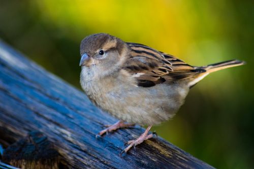 wildlife nature bird