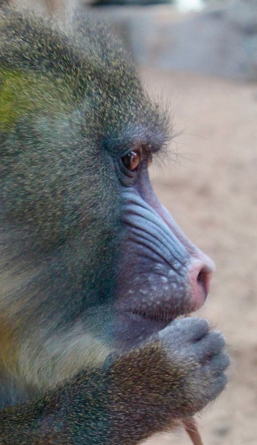 wildlife monkey primate