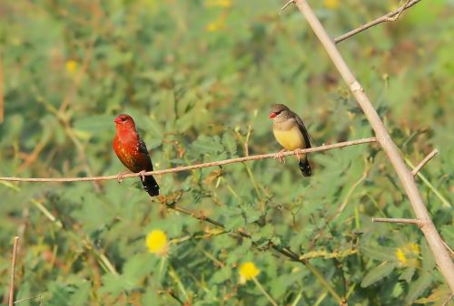 wildlife bird animal