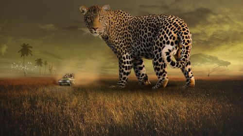 wildlife leopard spots